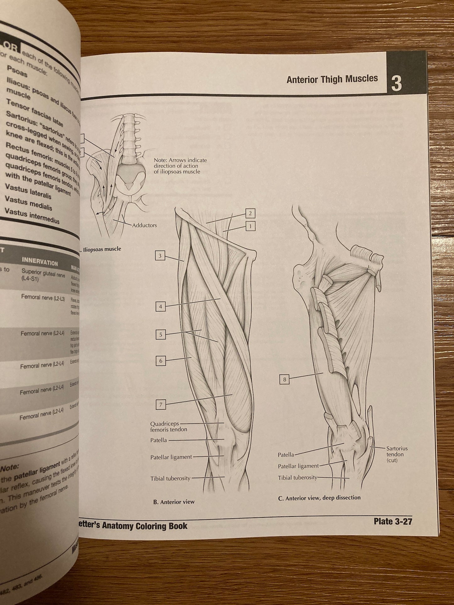 Netter's Anatomy Coloring Book Updated Edition, 2nd Edition