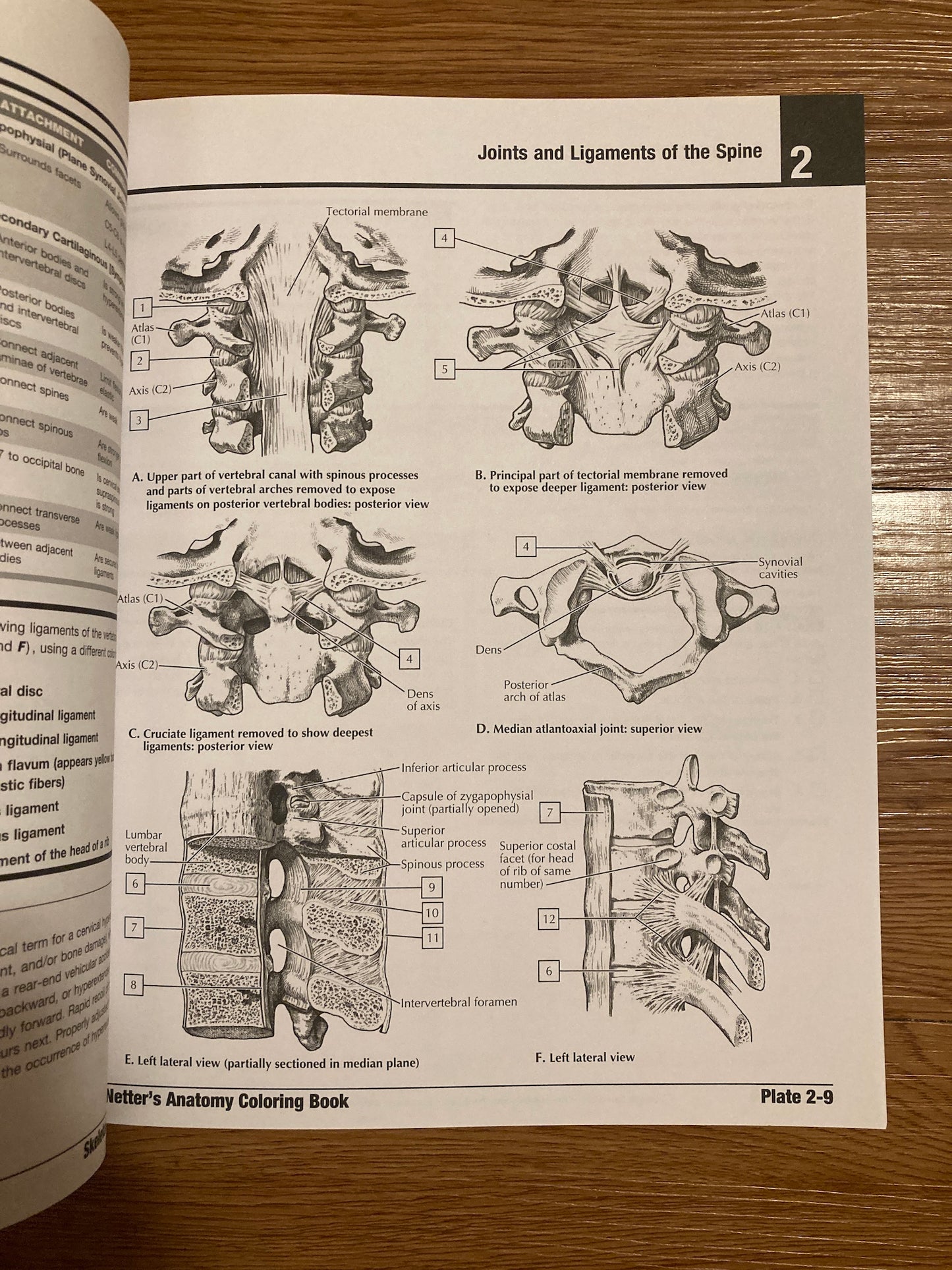 Netter's Anatomy Coloring Book Updated Edition, 2nd Edition
