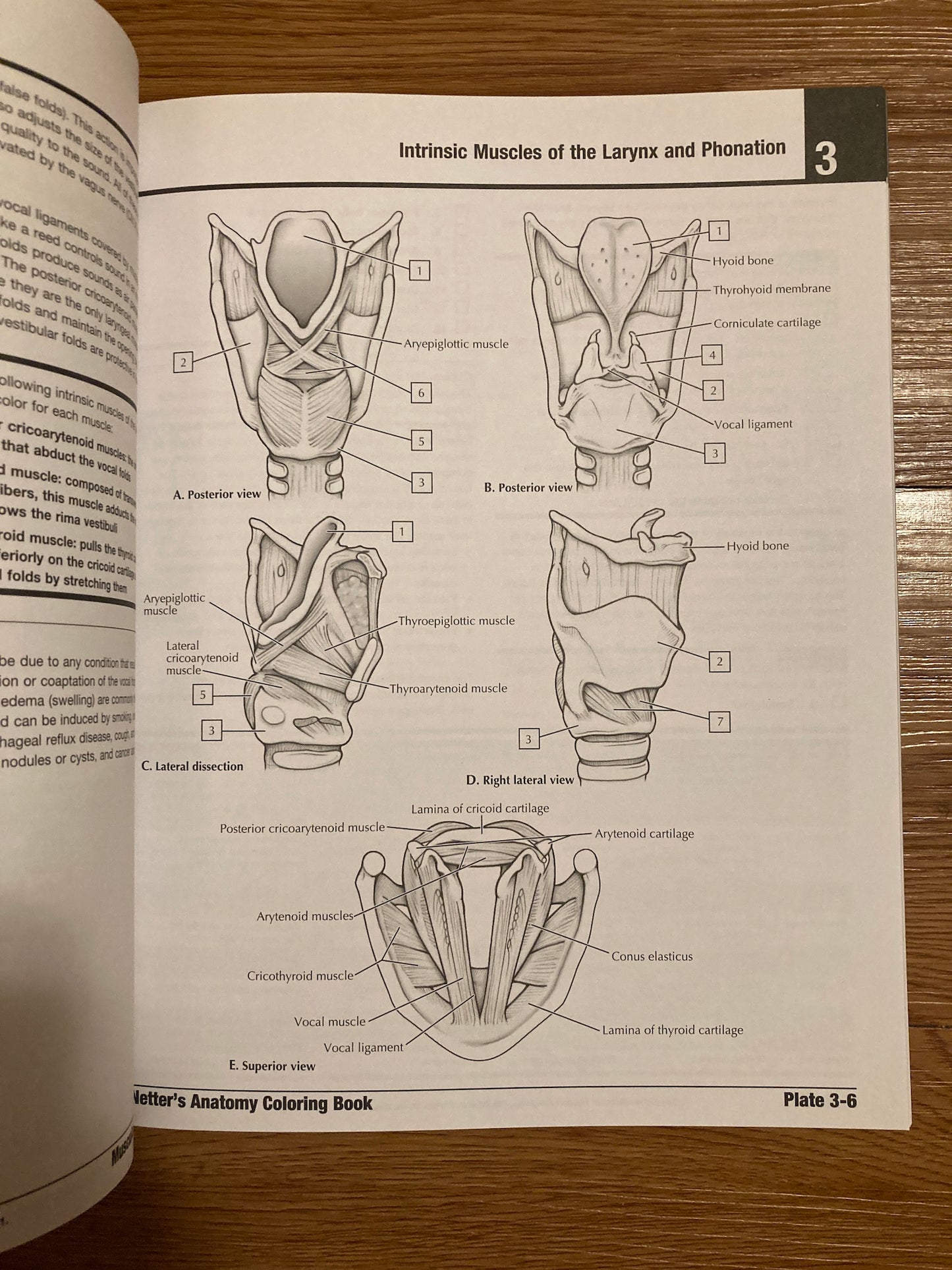 Netter's Anatomy Coloring Book Updated Edition, 2nd Edition